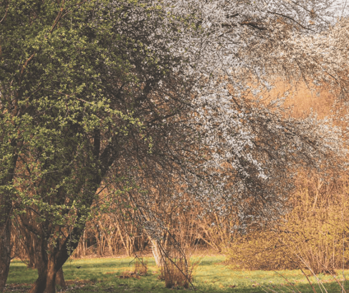 Drzewa i Krzewy w Parku