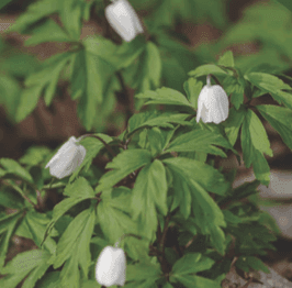 Roślinność w Parku